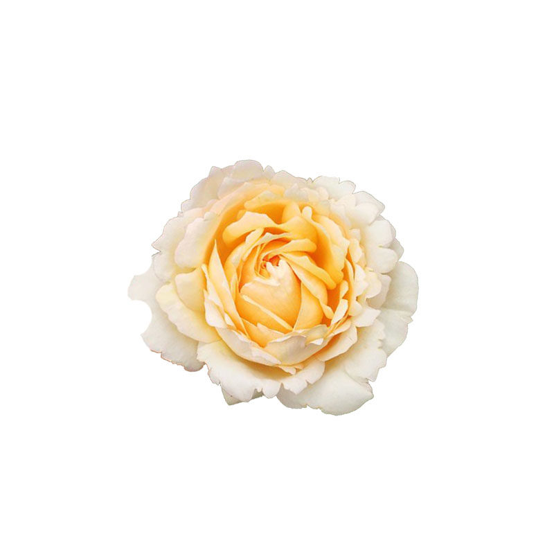 伊芙金色伯爵浓香大花月季