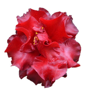 新品种黑魔法茶花 红到发黑带蜡质感名贵山茶花阳台庭院绿植花卉