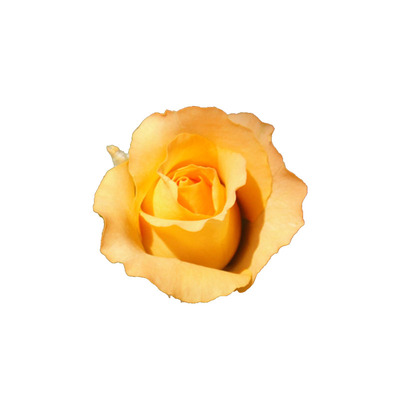 德国橙黄色月季开花玫瑰