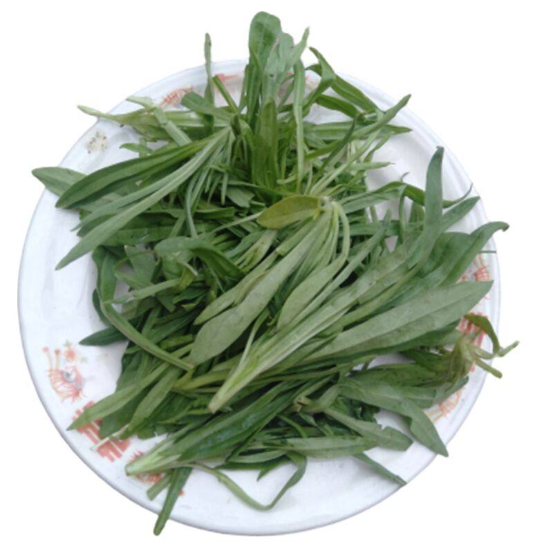 面条菜现挖野生时令新鲜山东野菜