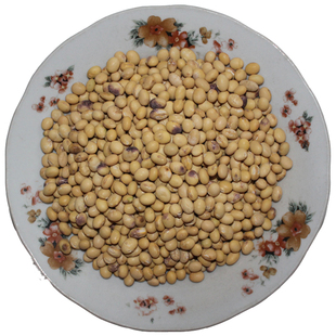 农家土种黄豆 非转基因天然山村土货 可以打豆浆发豆芽新货三斤装