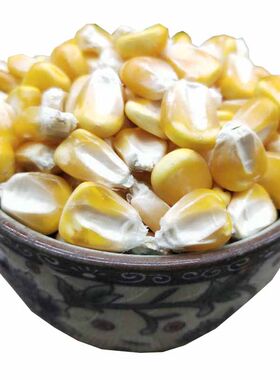 农家老玉米粒当季新粮