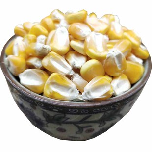 老玉米 五谷杂粮当季干米粒散装笨玉米钓鱼打窝鸽子小鸡仓鼠饲料