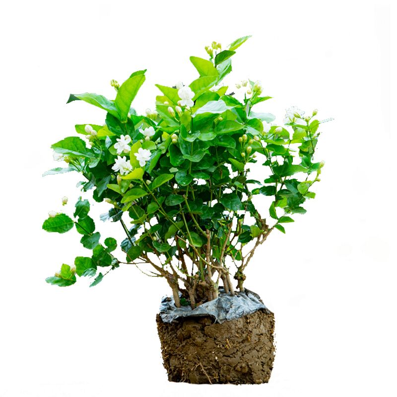何家观花驱蚊阳台四季茉莉花盆栽