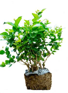 何家观花驱蚊阳台四季茉莉花盆栽
