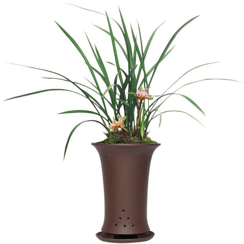 刘阁兰花苗天彭牡丹春兰奇花冬带花苞出售好养