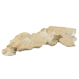 白耙齿菌 长白山野生 250克 可加工超微粉