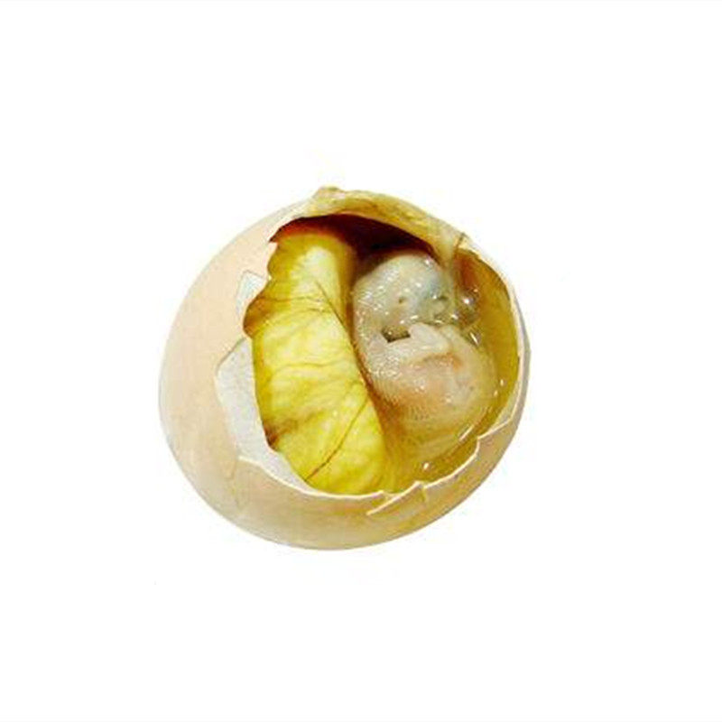 苏六活珠子12天生六合旺鸡蛋鲜活