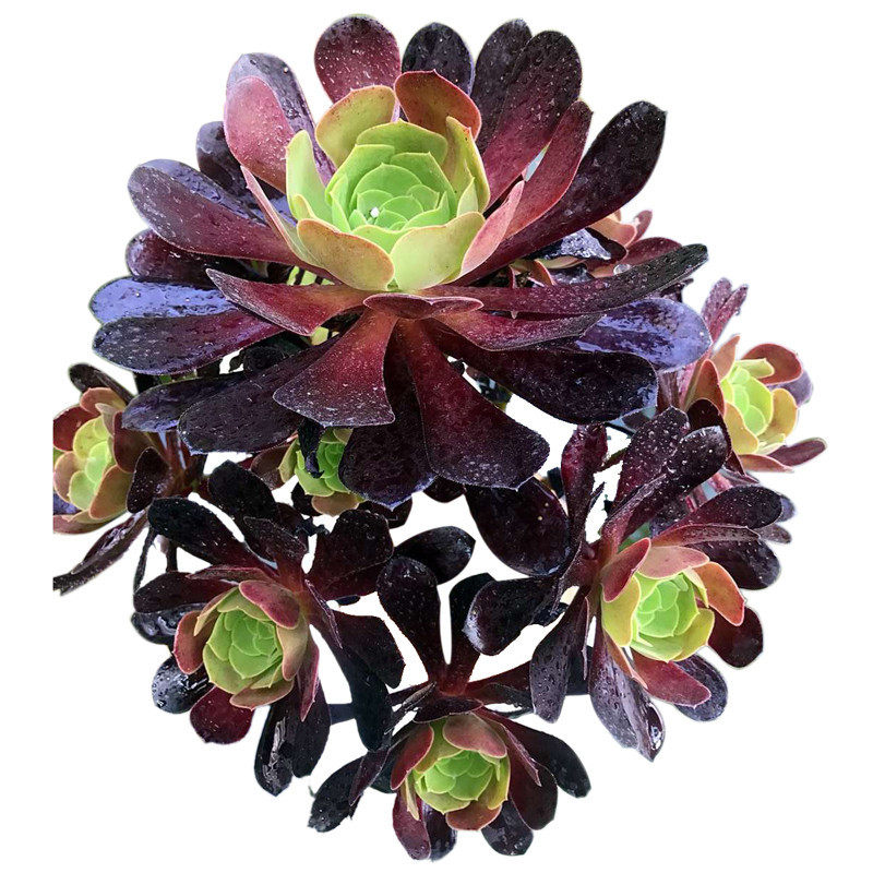 绿植紫羊绒玫瑰法师老桩多肉植物