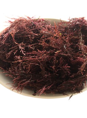 天然海冻毛菜石花菜红藻自制果冻