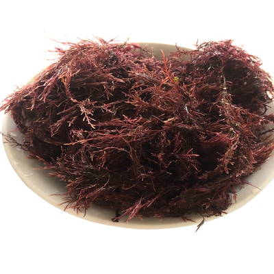 天然海冻毛菜石花菜红藻自制果冻