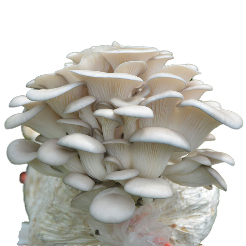 5斤装食用菌种菇种菌棒平菇菌包多肉绿植农产品家庭菜园种植蘑菇