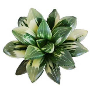 姬寿锦 多肉 多肉植物 十二卷属 7厘米盆 锦斑均匀周正 不仅布蔓