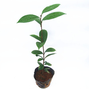 金茶花树苗名贵植物花卉办公室阳台盆栽越南红顶金花茶小树苗包邮