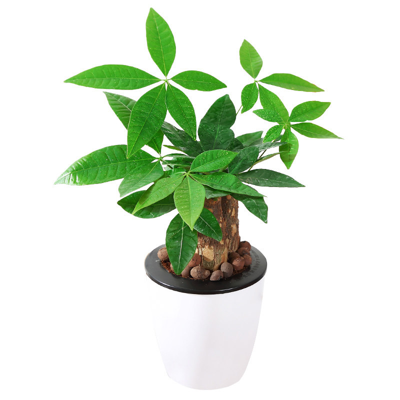 三杆发财树小盆栽办公室绿色植物花卉桌面懒人绿植糖果色盆栽植物