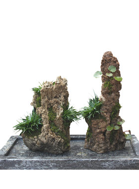 成品景一物一拍易养植物