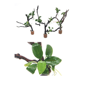 小树沉木带底座莫斯树懒人水草迷你水榕树林鱼缸造景DIY装饰