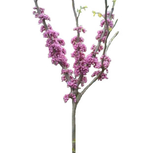 紫荆花紫荆花树苗四季室外庭院开花紫荆树苗耐寒绿化工程苗南北方