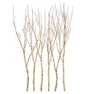 天然干树枝树杈仿真白桦枯树枝隔断屏风玄关背景墙橱窗景观装饰