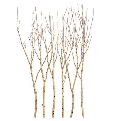 干树枝枯树枝树杈景观白桦树干