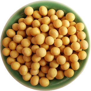 黄豆打豆浆大豆东北大黄豆发豆芽土黄豆笨黄豆 500g