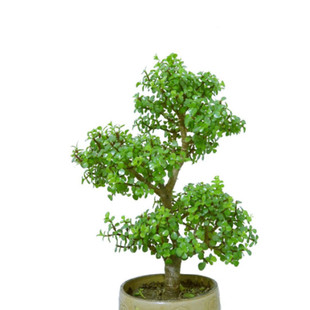 多肉植物金枝玉叶雅乐之舞肉肉老桩大颗好养开花室内花卉盆栽盆景