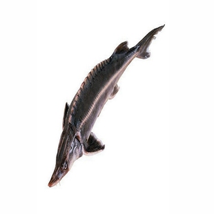 抚远特产鲟鱼块整条鱼头鱼肉鳇鱼段大鱼七里浮子鲟鳇鱼头