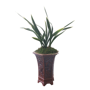 墨兰东方红神荷 荷瓣红花春节前后开花金边线艺阳台草