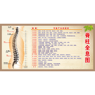脊柱全息图疾病的脊背触诊诊断示意图 医学脊椎健康按摩挂图 挂画