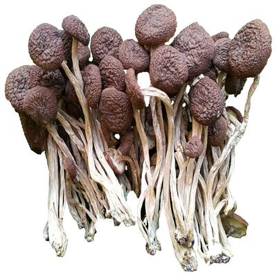 广昌茶树菇不开伞肉质鲜嫩干菇