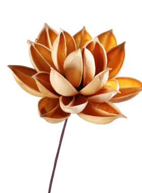 漫生活干花花束手工棉花摄影道具