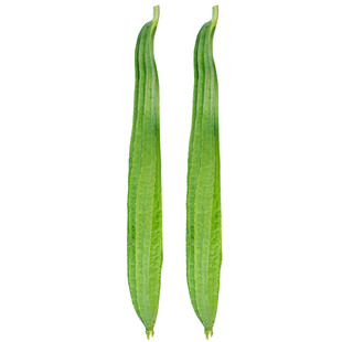 棱瓜种子棱丝瓜种籽南方八棱棱瓜丝瓜四季播阳台大田春季蔬菜种孑