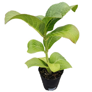 枫雪园艺 海军/海军蓝 进口重瓣绣球花苗扦插小苗一加仑苗新品