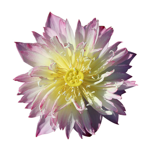 【粉蝶飞舞】金丰园艺红黄复色重瓣丰花小型自育荷花种藕碗莲