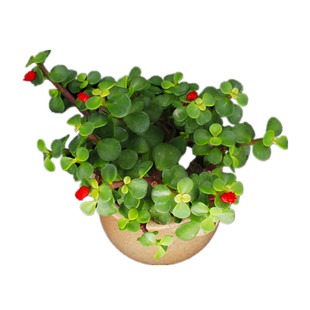 小干花金枝玉叶万重山上进口花装饰小干花多肉花装饰品包邮