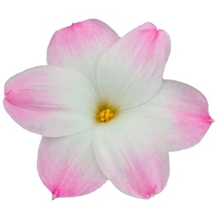 胖丽丽包邮保证对版，风雨兰植物花卉盆栽耐热耐旱，满28包邮