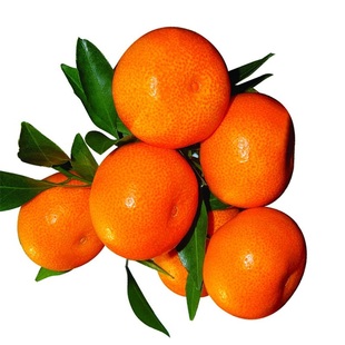 热销嫁接四会沙糖桔树苗晚熟砂糖桔树苗营养杯苗柑橘水果过年吃