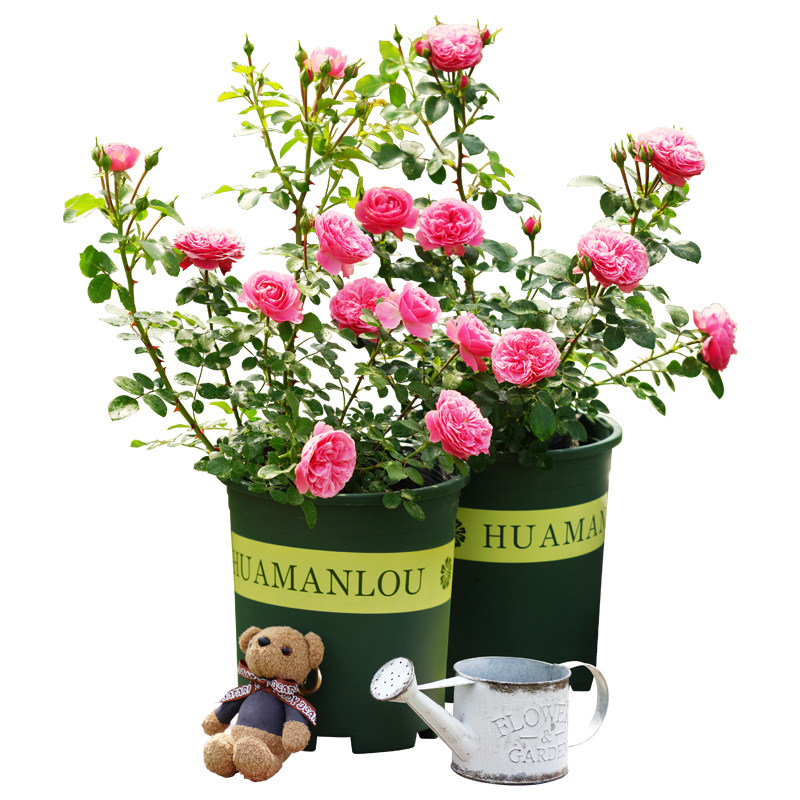 藤本月季蔷薇花苗大花浓香庭院爬藤植物花卉盆栽欧月开花玫瑰