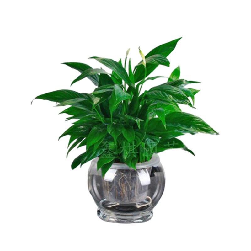 绿植一帆风顺吸甲醛观花成都白掌