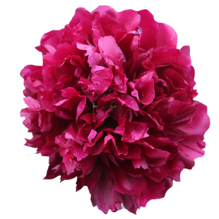 牡丹花苗 紫绒剪彩 正宗多层重瓣菏泽洛阳奇异瓣形庭院趣味花卉