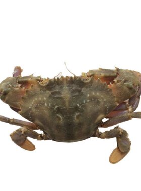 石蟹野生花盖蟹鲜活石扎蟹 新鲜花梭子蟹海螃蟹花蟹青蟹海鲜水产