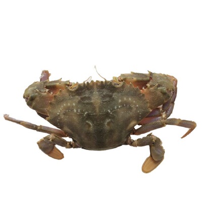 石蟹野生花盖蟹鲜活石扎蟹 新鲜花梭子蟹海螃蟹花蟹青蟹海鲜水产