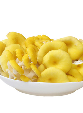 哈妞云南土特产新鲜鸡油黄菌榆黄菇食用菌非香菇蘑菇干货500g顺丰