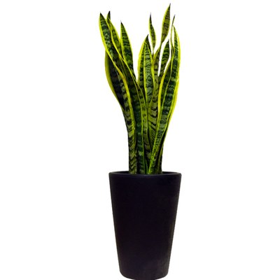 花卉鸿运当头盆栽粉掌