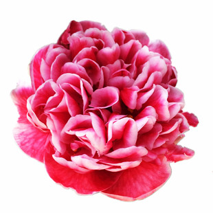 馨怡坊龙火珠茶花带花苞阳台庭院客厅室内办公桌绿植花卉盆栽包邮