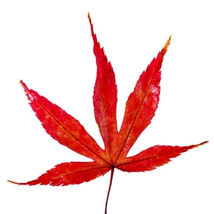 当年新采元宝枫种子 元宝树种子 三角枫树种子五角枫种子