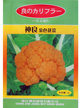 蔬菜金色西兰花种子春秋
