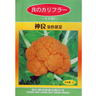 神良黄色花菜种子金色花菜种子西兰花种子蔬菜种子四季播蔬菜