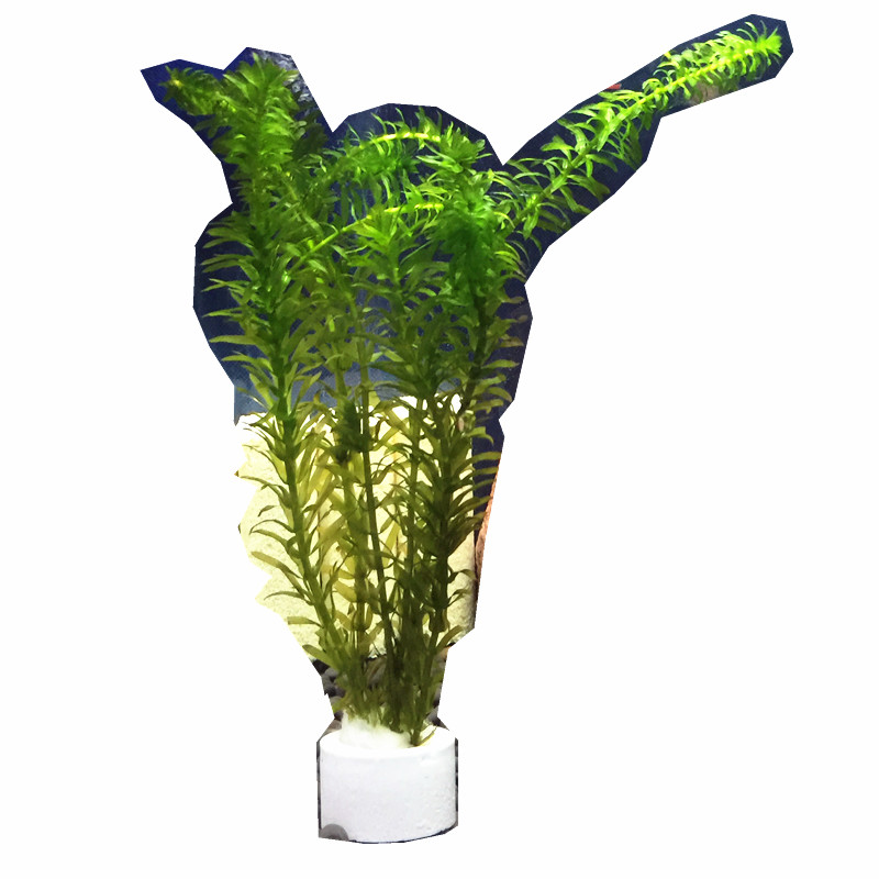 包邮耐活懒人水草斗鱼蜈蚣草 造景小草活体淡水植物榄仁叶观赏鱼