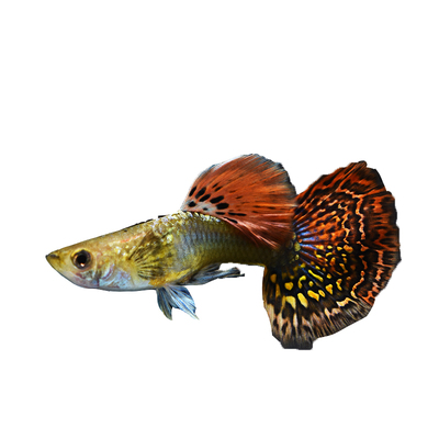 七彩蕾丝练手热带小型活体孔雀鱼